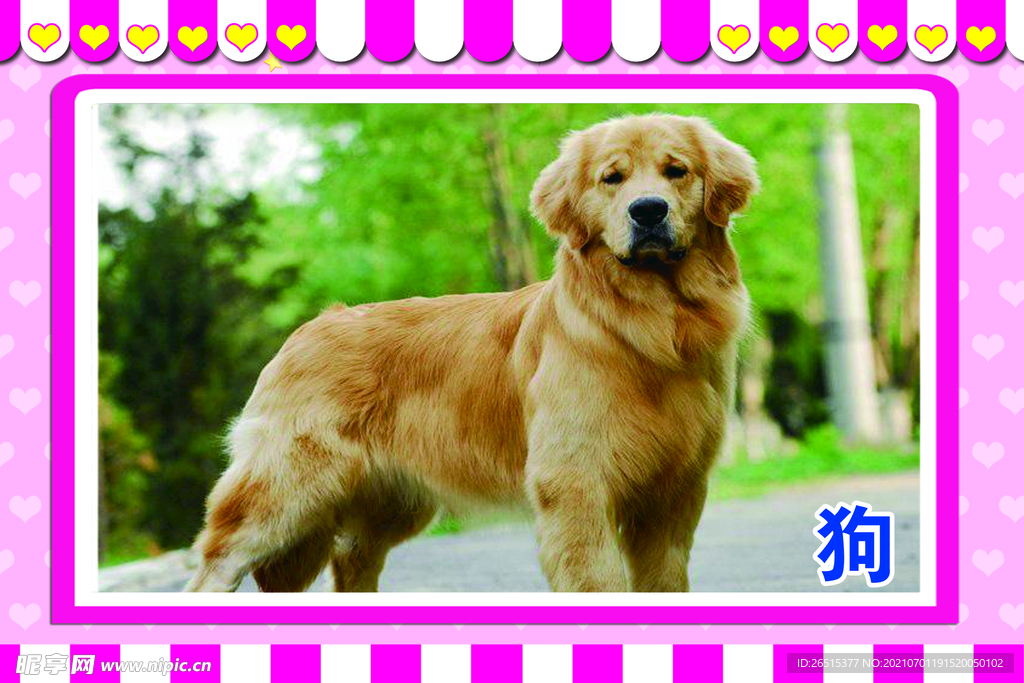 识图卡 狗