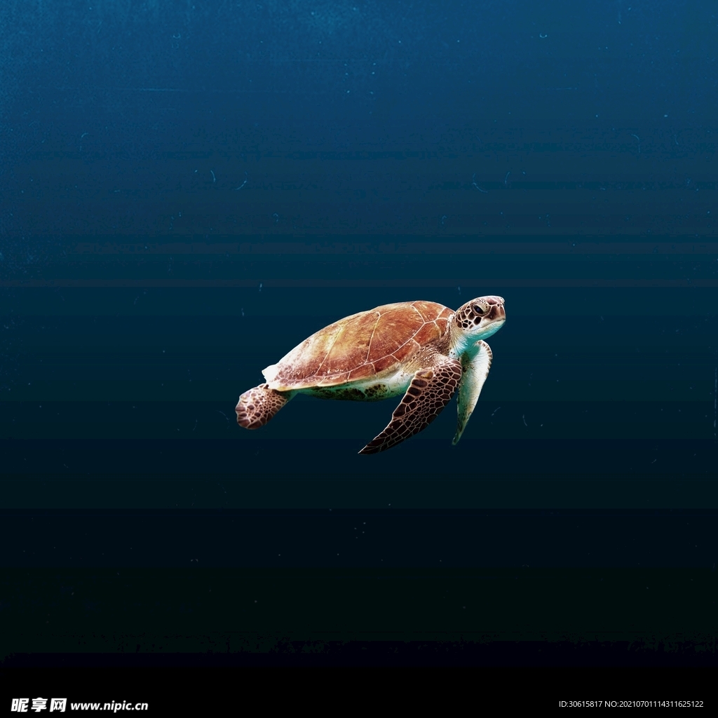 海龟