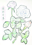 月季花