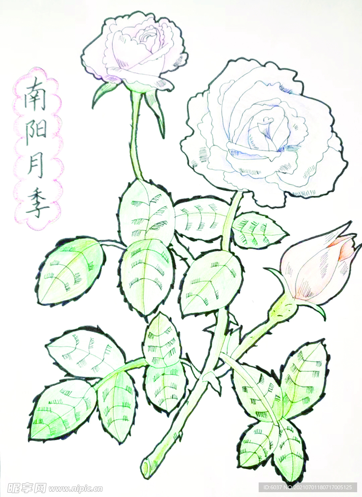 月季花