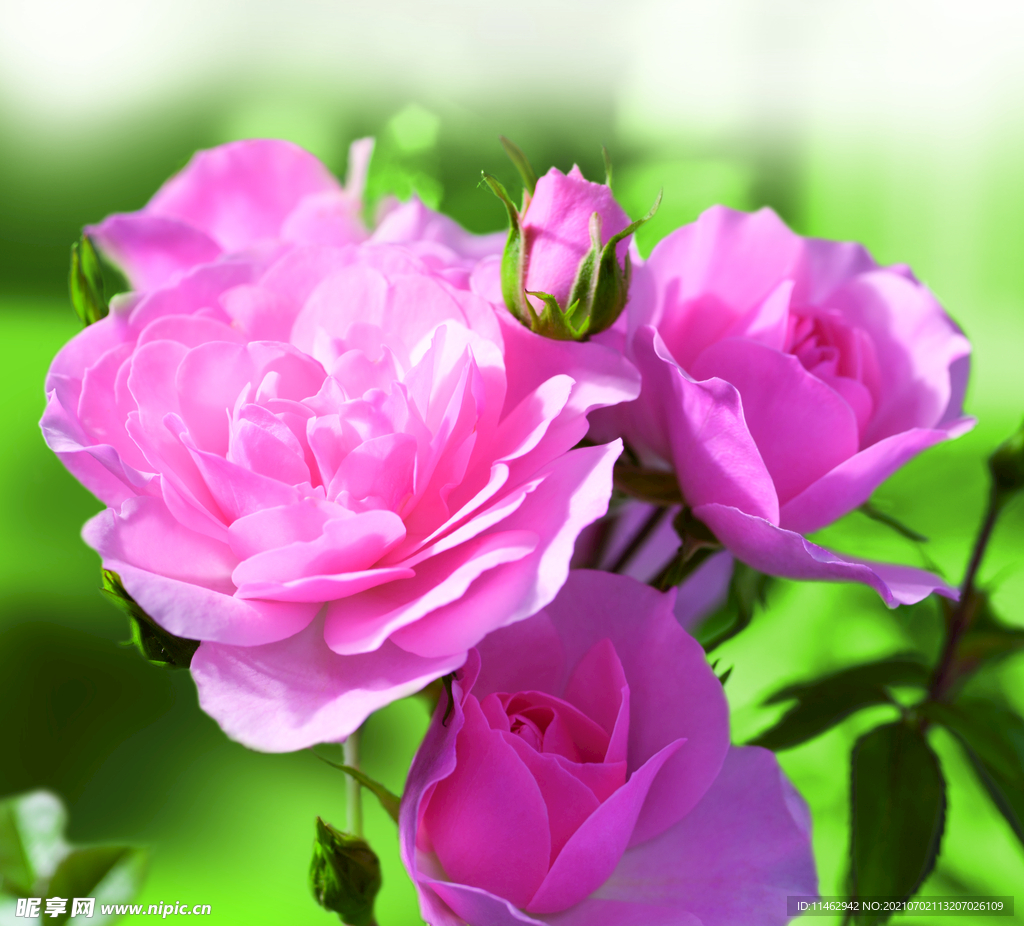 月季花