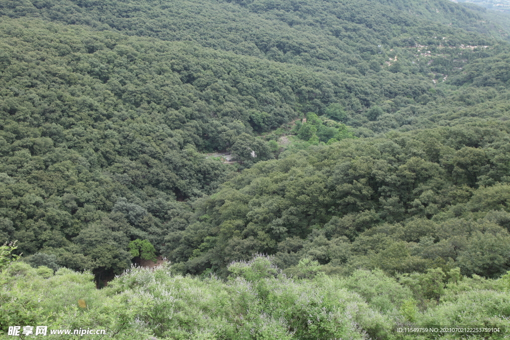 夏日山林
