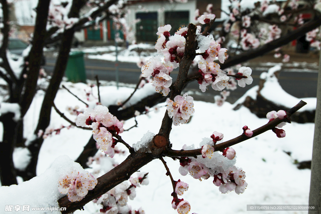 傲雪争春