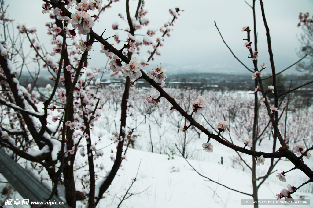 雪中杏花