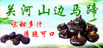 马蹄