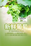 葡萄海报