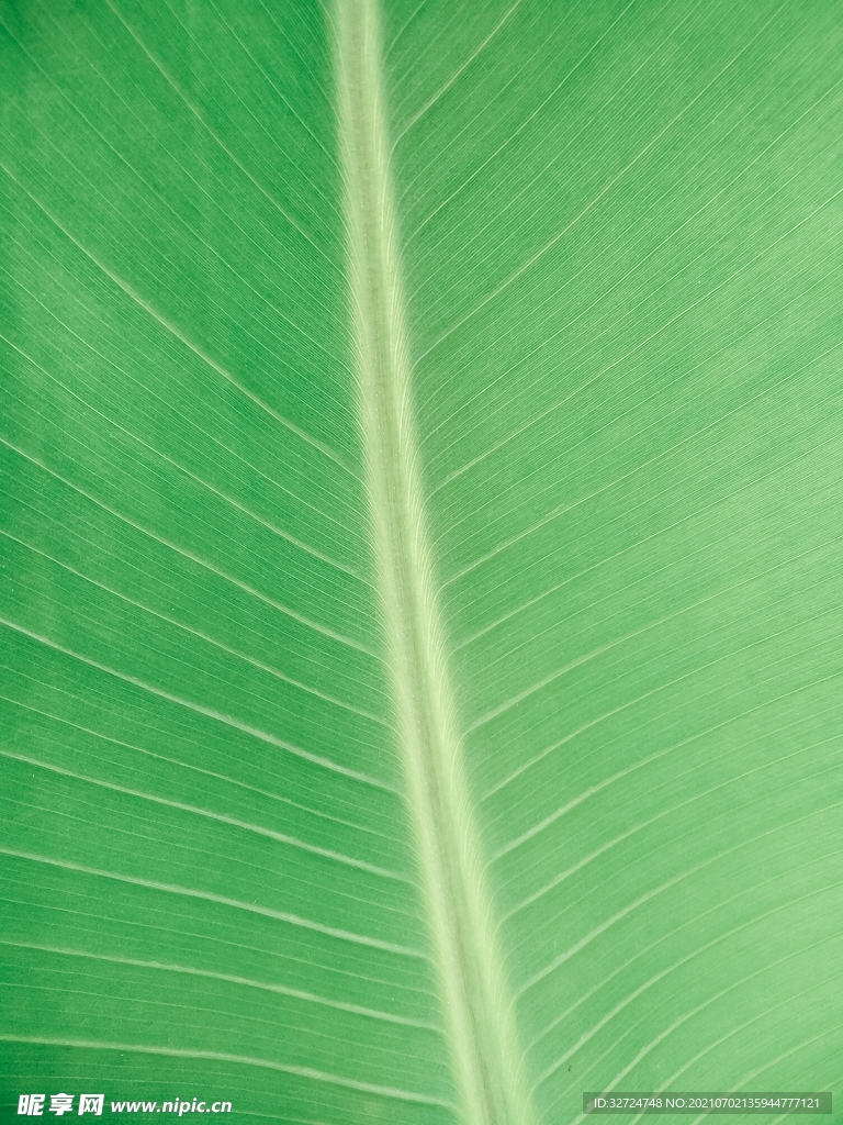 绿色背景