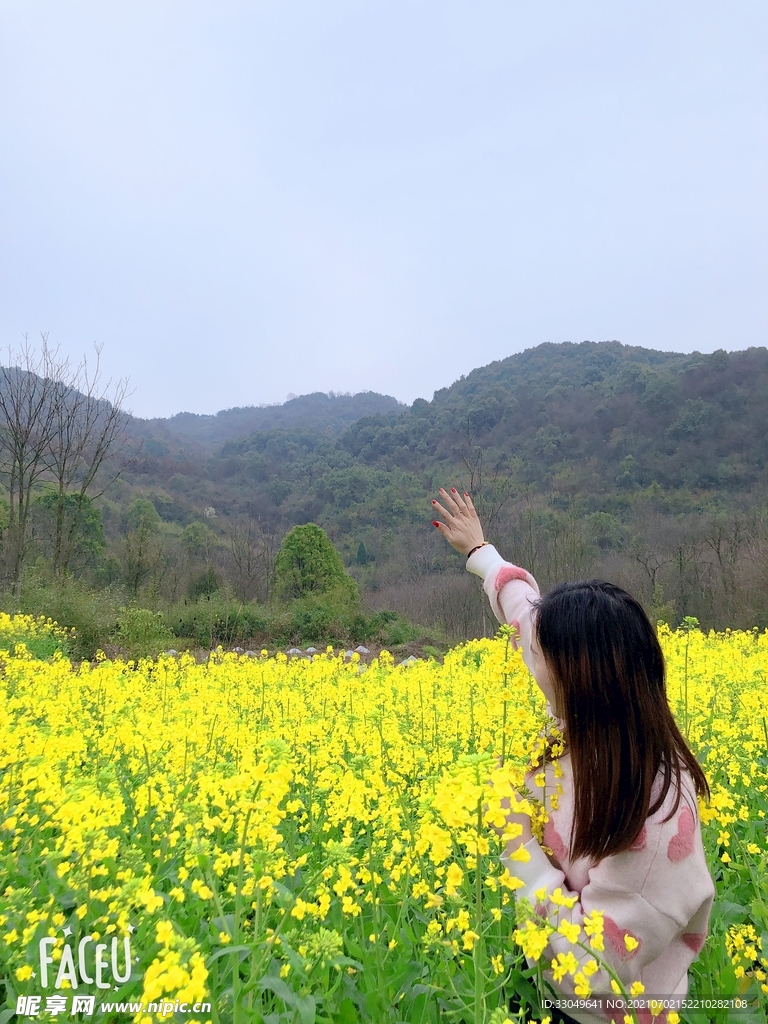 油菜花