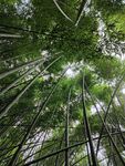 竹林