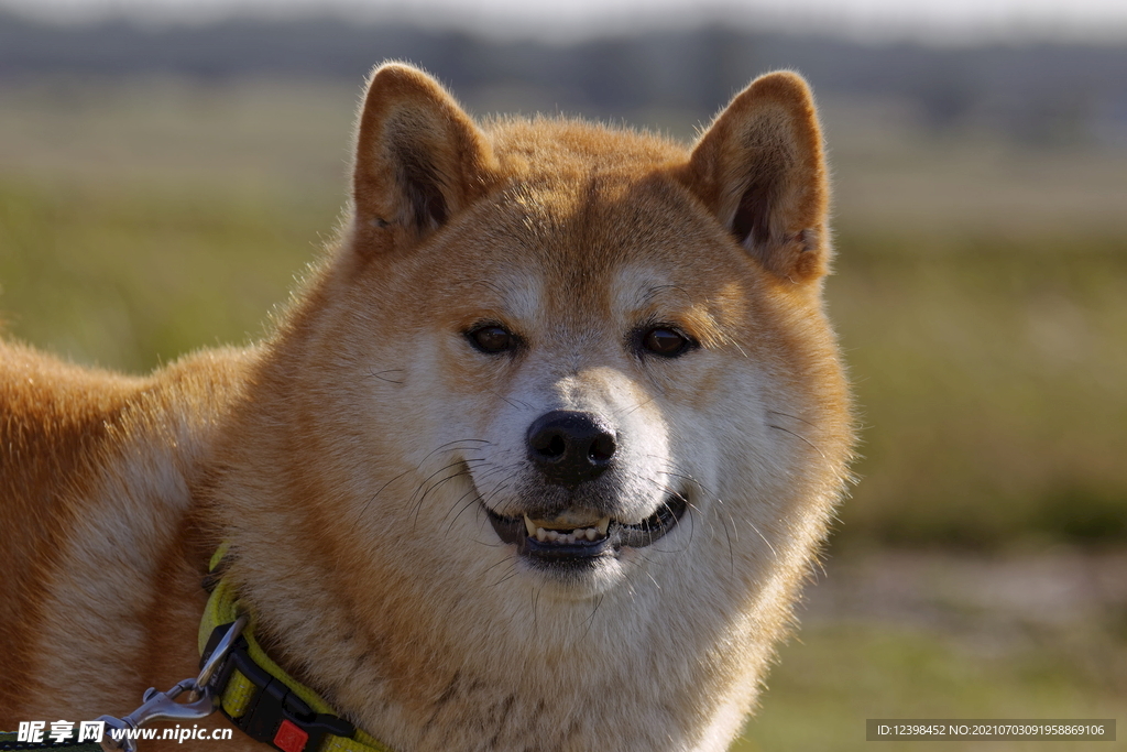 可爱萌宠的秋田犬