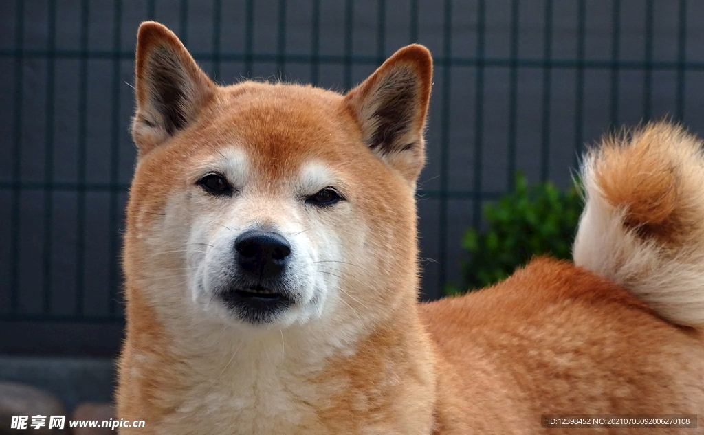 可爱萌宠的秋田犬