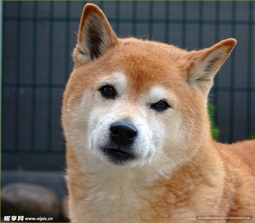 可爱萌宠的秋田犬