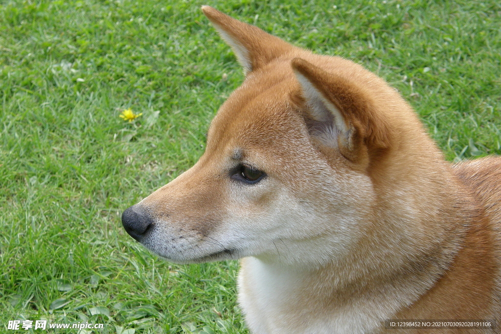 可爱萌宠的秋田犬