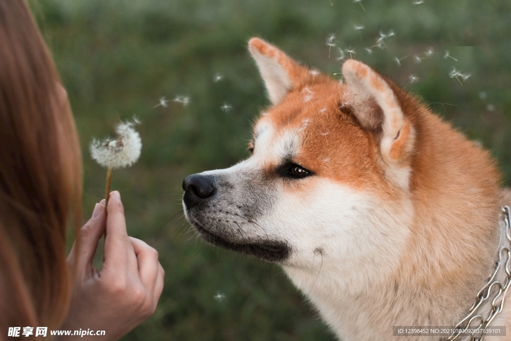 可爱萌宠的秋田犬