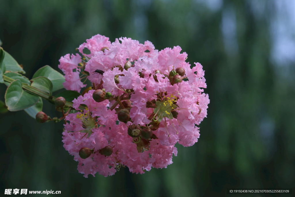 紫薇花