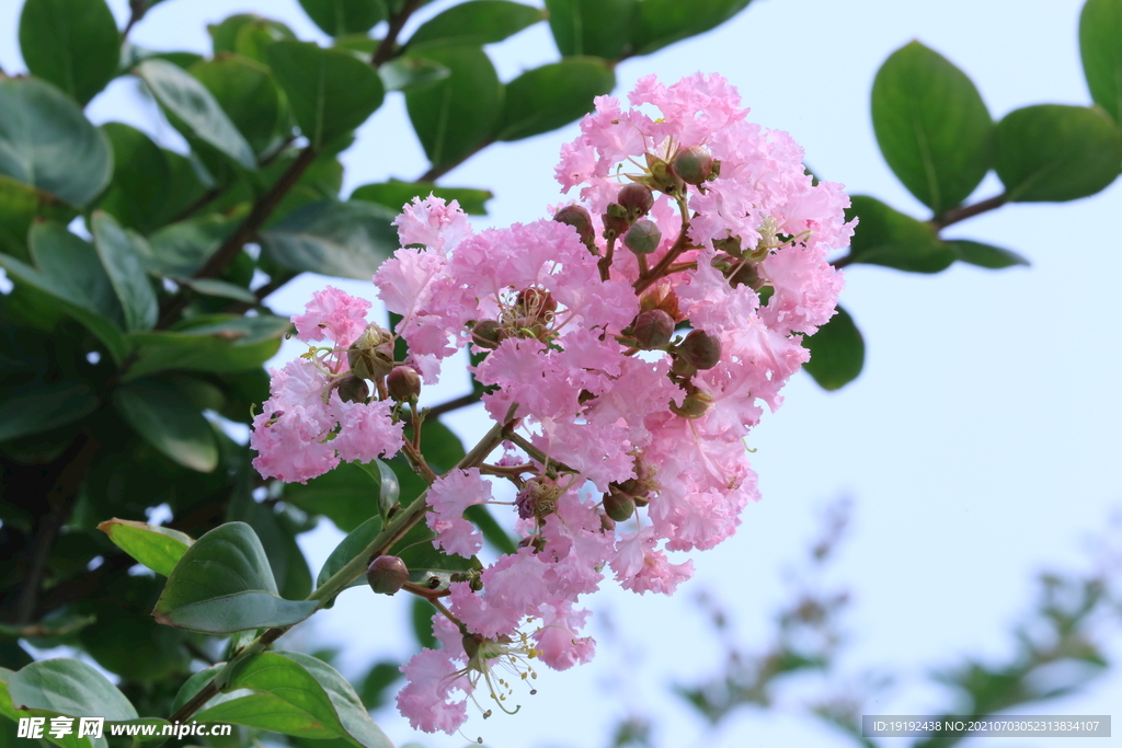 紫薇花 