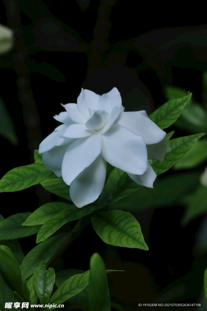 栀子花 