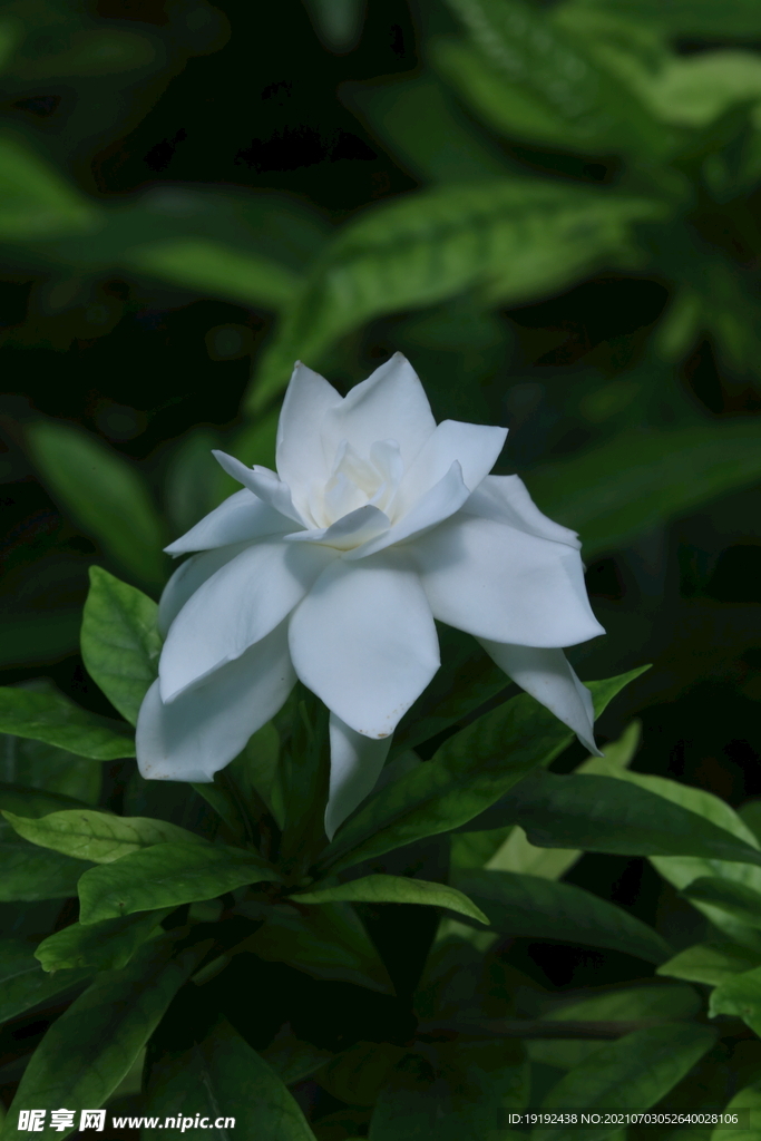 栀子花 