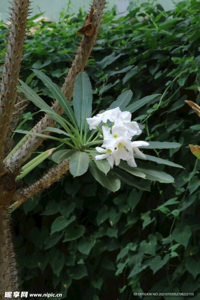 非洲霸王树花