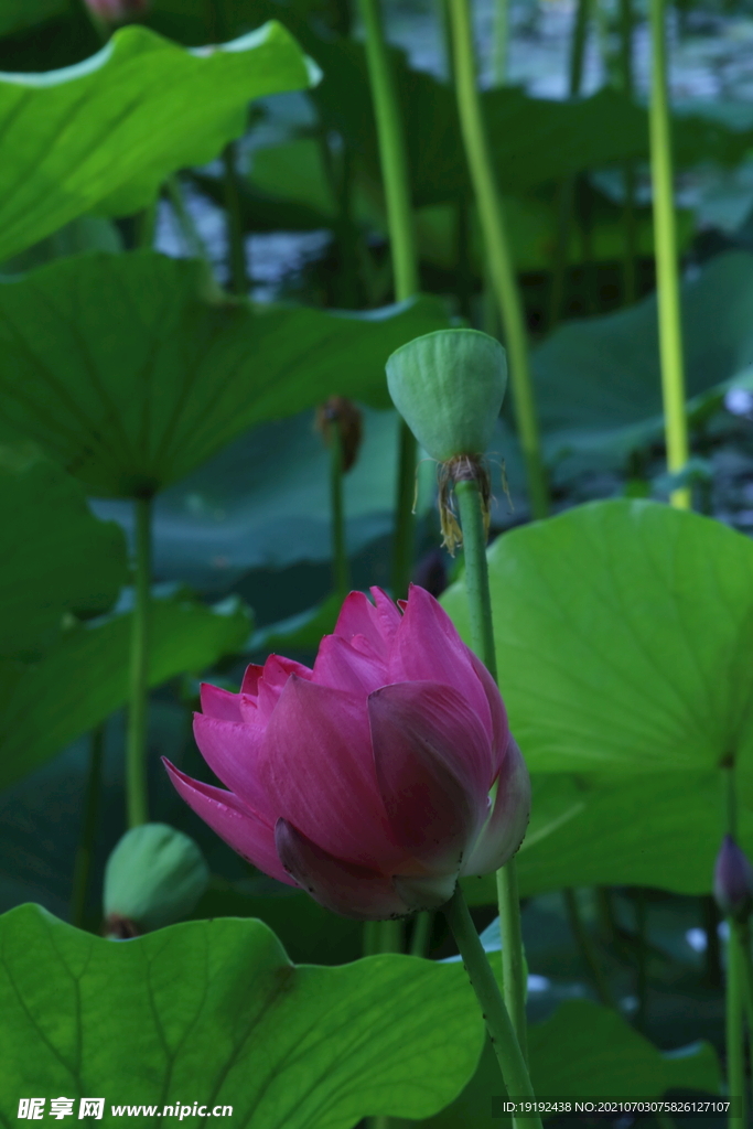 荷花荷叶 