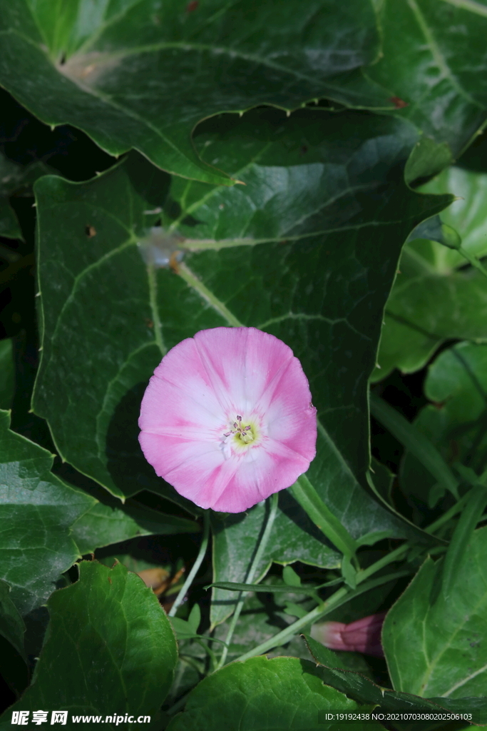 田旋花