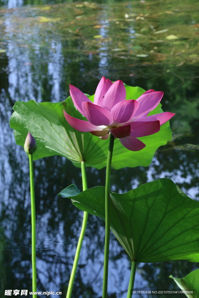 荷花 