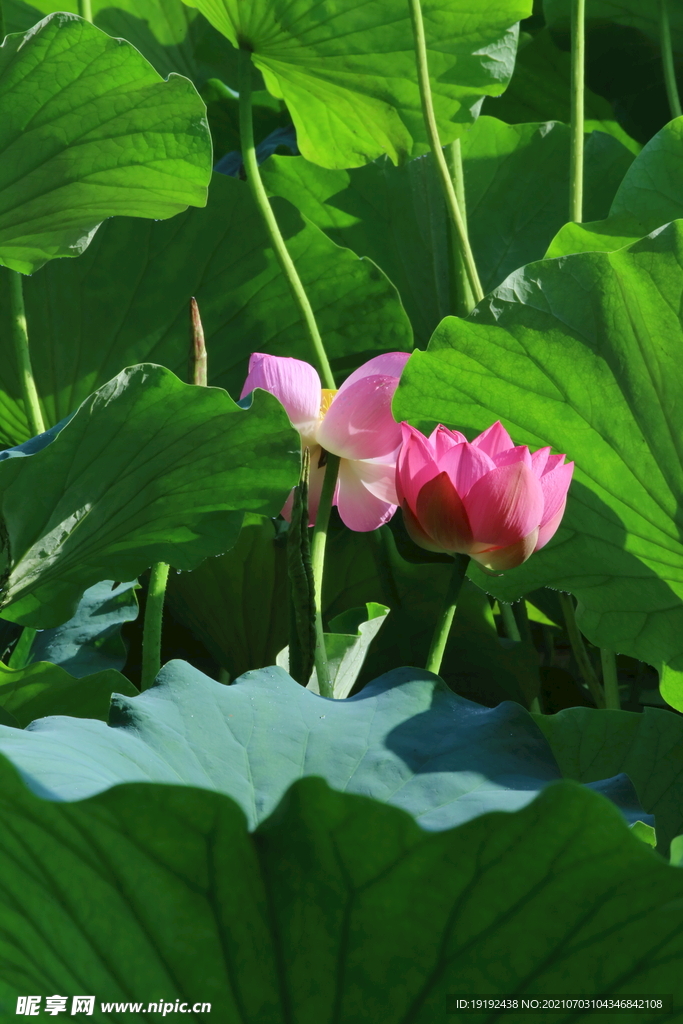 荷花 