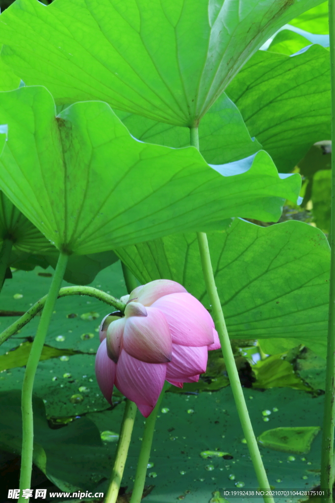 荷花