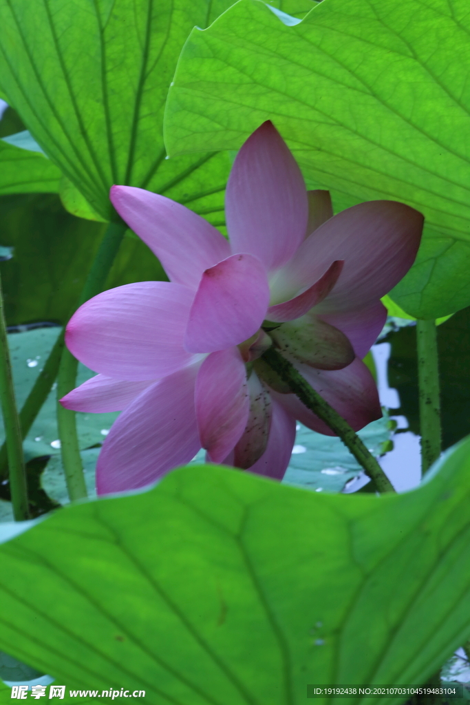 荷花