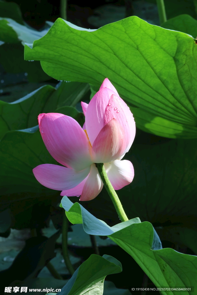荷花 