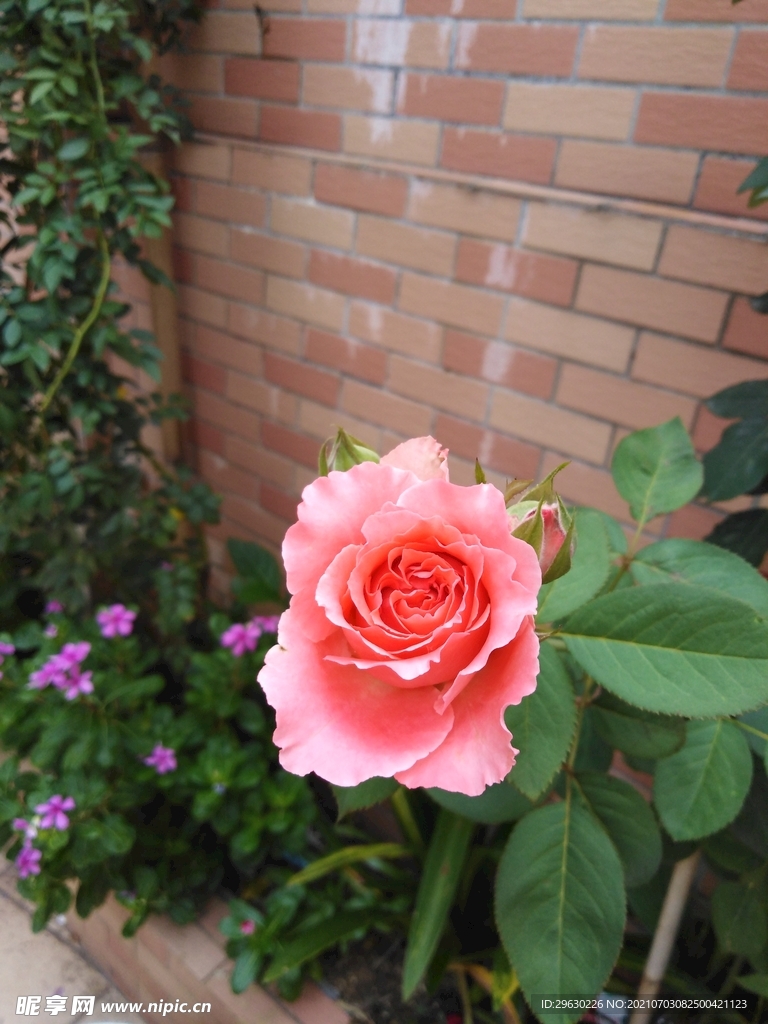 玫瑰花
