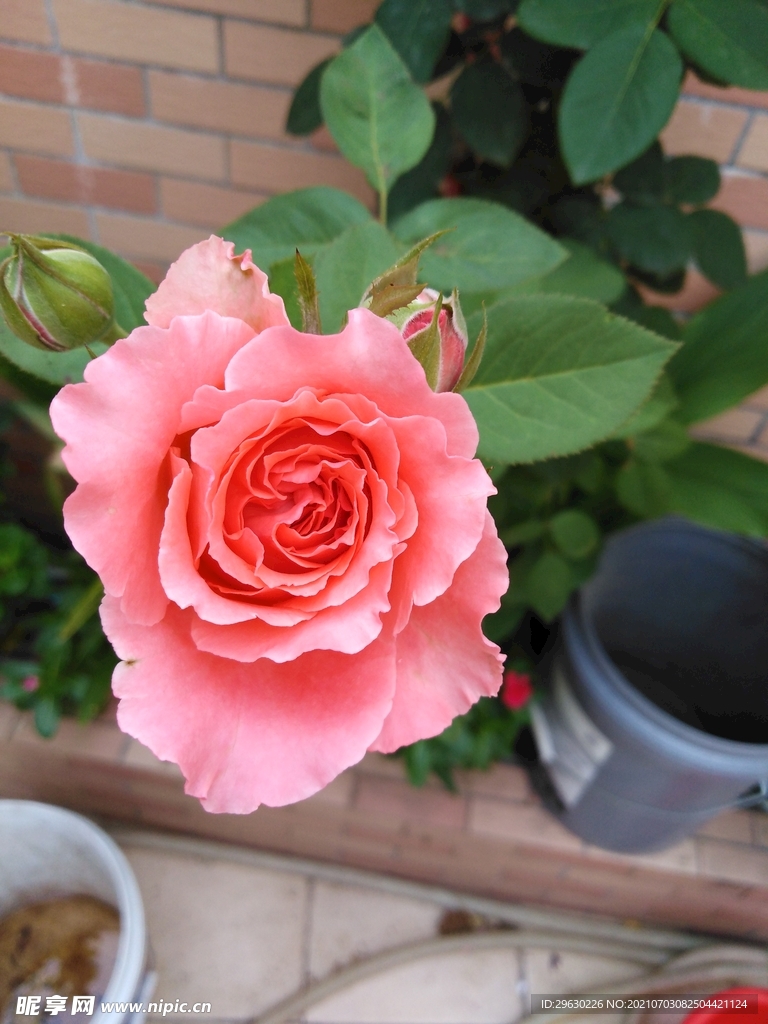 玫瑰花