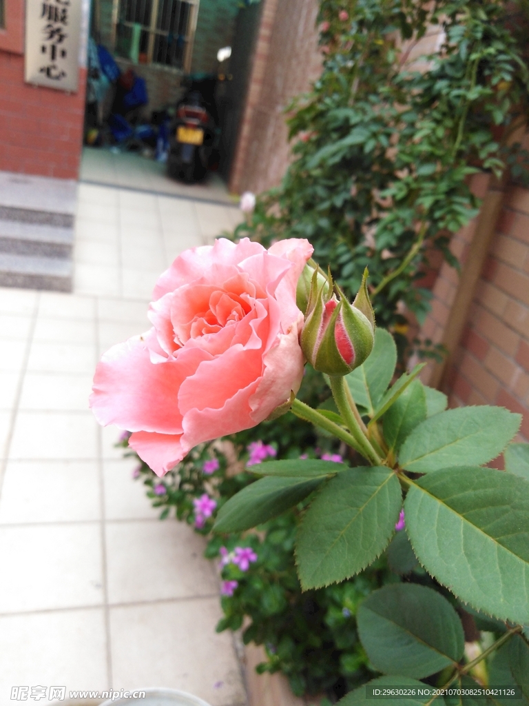 玫瑰花