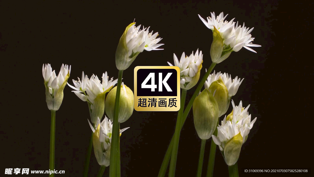 延时短视频素材盛开的白色花朵