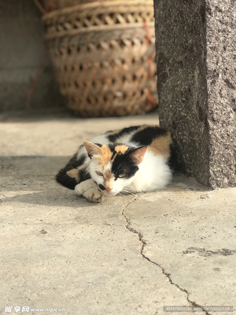 猫 宠物 