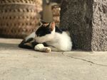 猫 宠物 