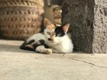 猫 宠物