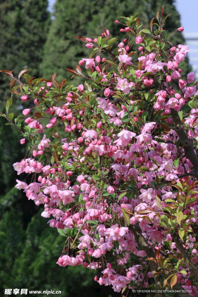 垂丝海棠花