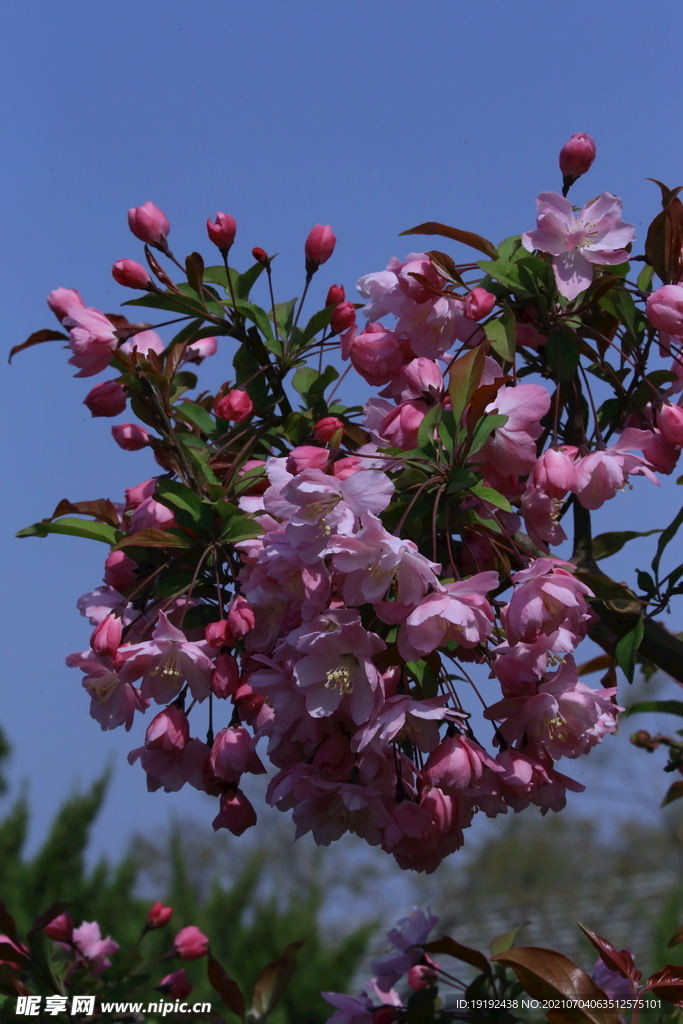 垂丝海棠花
