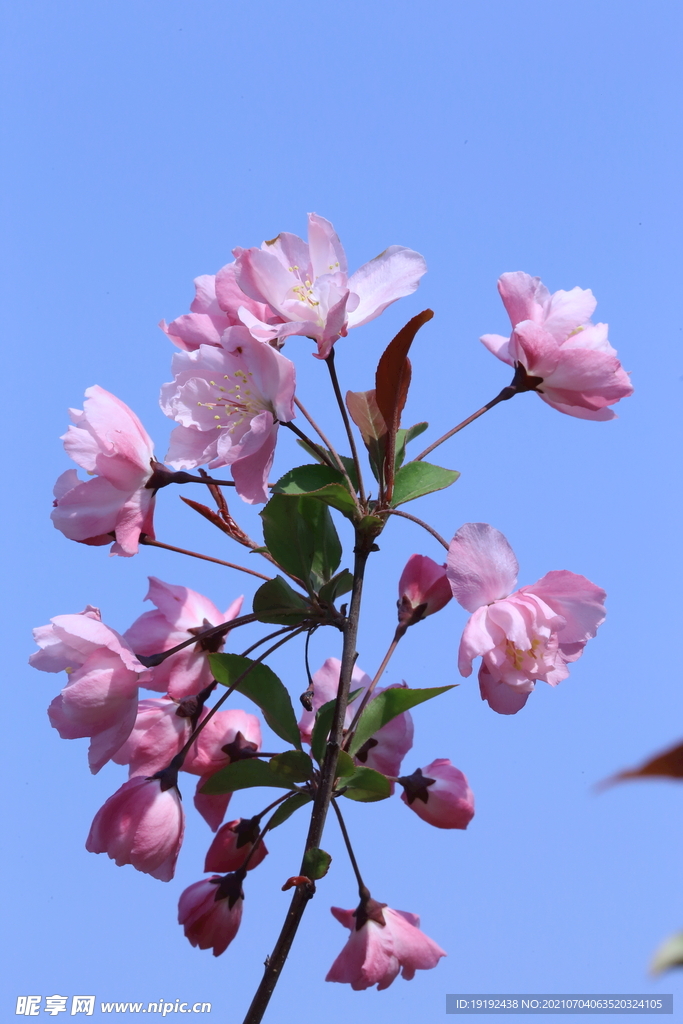垂丝海棠花