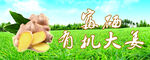 大姜