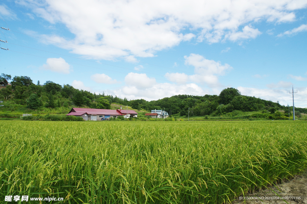 田园风景