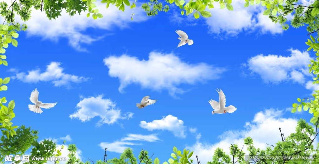蓝天白云鸽子绿叶