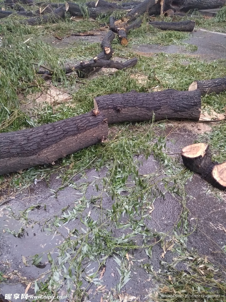 修路被砍的树