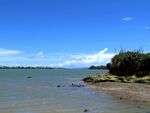 奥克兰海滨自然风景