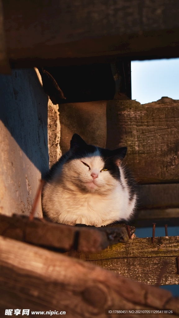 猫