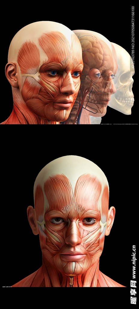 脸部肌肉解剖