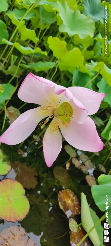 残荷