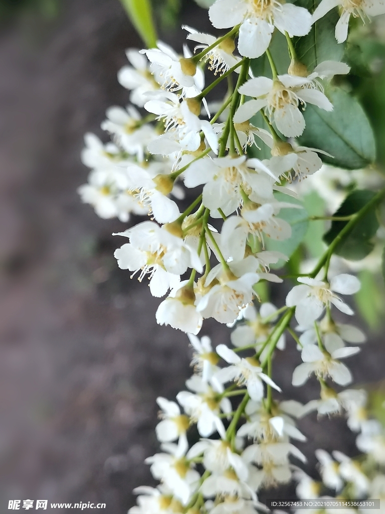 一串小白花  稠李