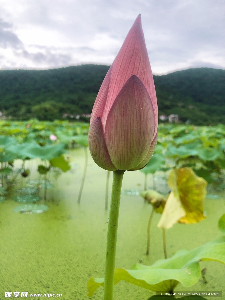 荷花